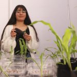 Analizan en la UAQ el maíz negro, de Amealco y el control de patógenos en esta especie