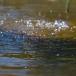 Propone proyecto de nanotecnología aplicado al saneamiento del agua