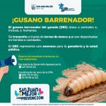 Autoridades piden extremar precauciones ante el Gusano Barrenador de Ganado